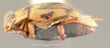 Media type: image;   Entomology 23924 Aspect: habitus lateral view